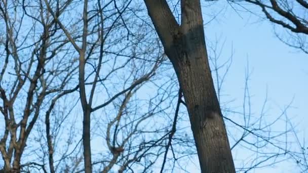 Bezlistne drzewo gałąź przeciw błękitne niebo — Wideo stockowe