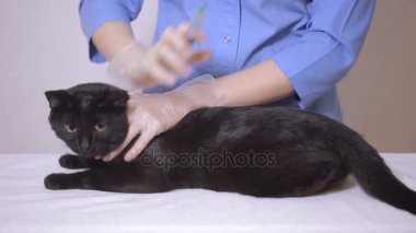 Kedi bir veteriner kliniğinde kontrol veteriner Doktor