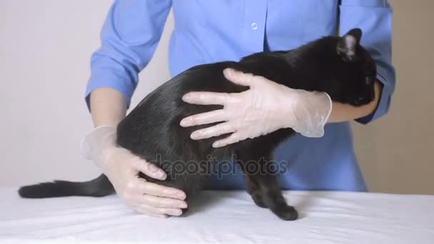 Médico veterinario revisando gato en una clínica veterinaria — Vídeo de stock