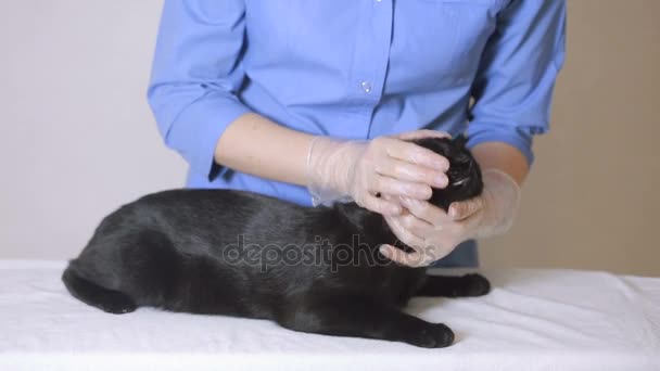 Médico veterinario revisando gato en una clínica veterinaria — Vídeo de stock