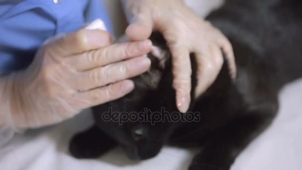 Tierarzt untersucht Katze in Tierklinik — Stockvideo