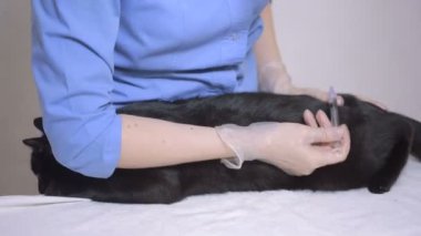 Kedi bir veteriner kliniğinde kontrol veteriner Doktor