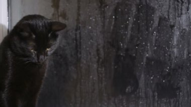 bir pencere üzerinde oturan ve misted penceresine bakarak kara kedi
