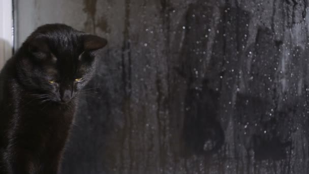 Gato preto sentado em um peitoril da janela e olhando para a janela enevoada — Vídeo de Stock