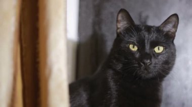 bir pencere üzerinde oturan ve misted penceresine bakarak kara kedi