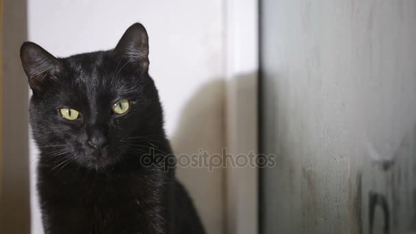 Gato negro sentado en un alféizar de la ventana y mirando a la ventana empañada — Vídeo de stock