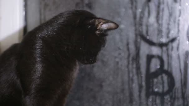 Gato negro sentado en un alféizar de la ventana y mirando a la ventana empañada — Vídeos de Stock