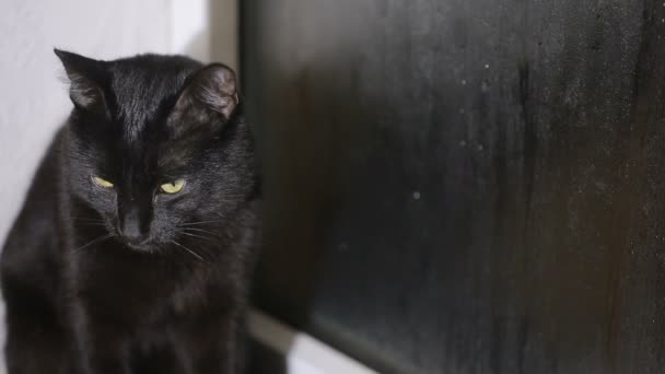 Gato preto sentado em um peitoril da janela e olhando para a janela enevoada — Vídeo de Stock