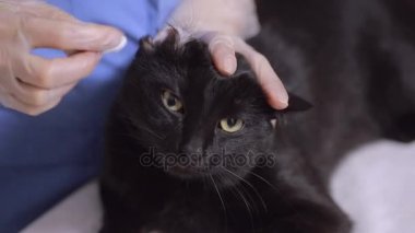 Kedi bir veteriner kliniğinde kontrol veteriner Doktor