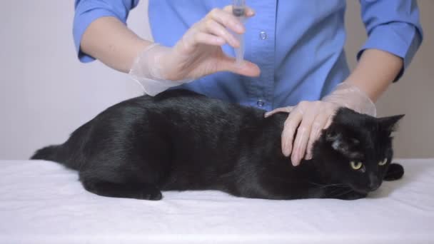 Médico veterinario revisando gato en una clínica veterinaria — Vídeo de stock
