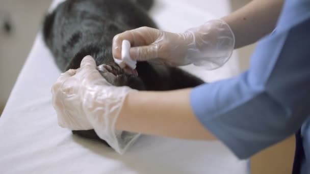 Врач-ветеринар проверяет кота в ветеринарной клинике — стоковое видео