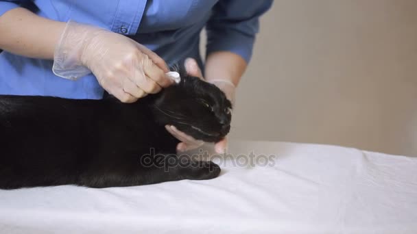 Врач-ветеринар проверяет кота в ветеринарной клинике — стоковое видео