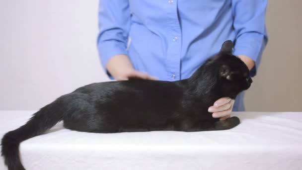 Médico veterinario revisando gato en una clínica veterinaria — Vídeos de Stock