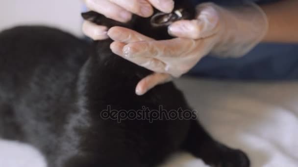 Médico veterinario revisando gato en una clínica veterinaria — Vídeos de Stock