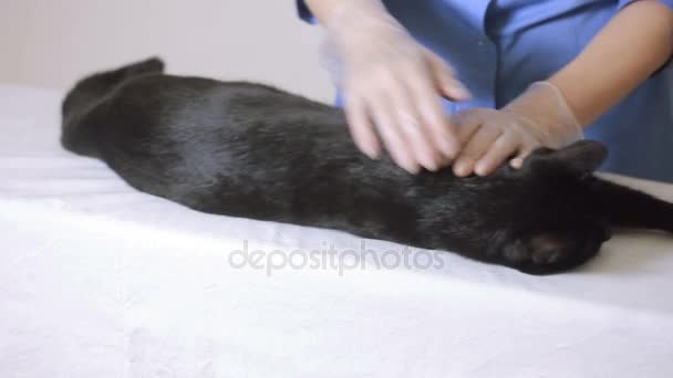 Médico veterinário verificando gato em uma clínica veterinária — Vídeo de Stock