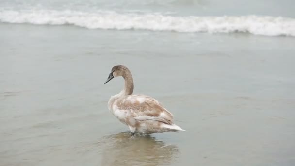 Лебеди зимнее море. перелётные птицы . — стоковое видео