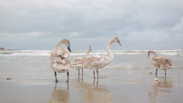 Cisnes mar de invierno. aves migratorias . — Vídeos de Stock