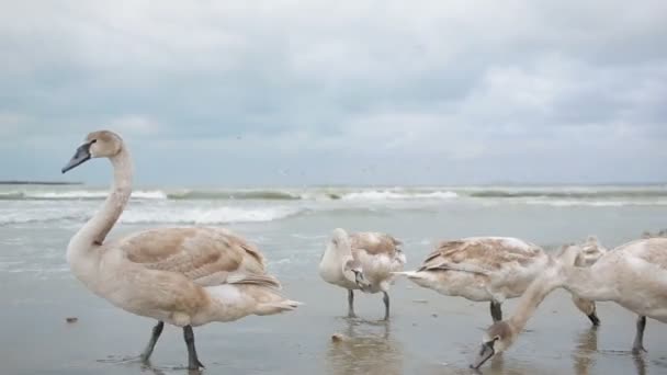 Κύκνοι στη θάλασσα χειμώνα. μεταναστευτικά πουλιά. — Αρχείο Βίντεο