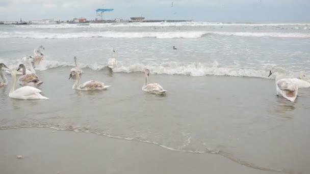 Cisnes mar de invierno. aves migratorias . — Vídeo de stock