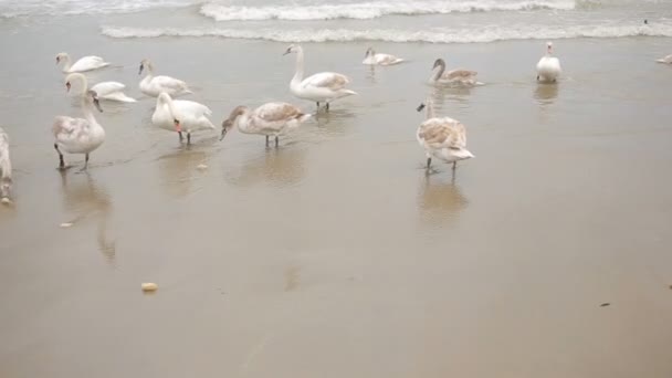 Cisnes mar de invierno. aves migratorias . — Vídeo de stock