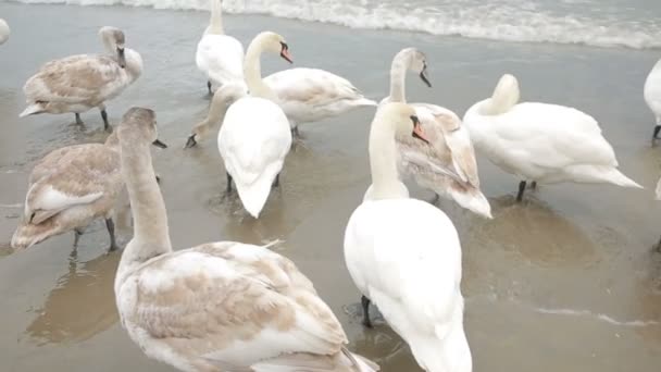 Лебеді, море зимових. перелітних птахів. — стокове відео