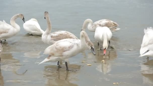 Svanar vintern havet. flyttfåglar. — Stockvideo