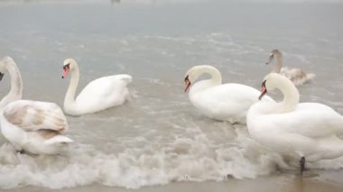 Kış deniz kuğu. Göçmen kuşlar.