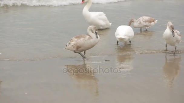 Swans winter sea. migratory birds. — Stock Video