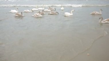 Kış deniz kuğu. Göçmen kuşlar.