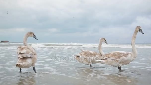 Cisnes mar de inverno. aves migratórias . — Vídeo de Stock