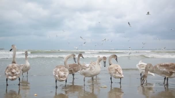 Κύκνοι στη θάλασσα χειμώνα. μεταναστευτικά πουλιά. — Αρχείο Βίντεο