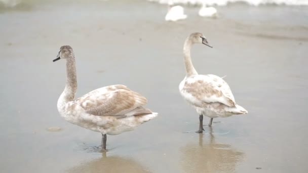 Cygnes hiver mer. oiseaux migrateurs . — Video