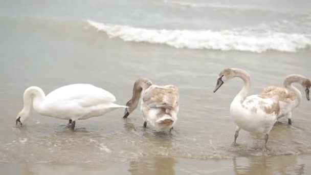 Swans winter sea. migratory birds. — Stock Video