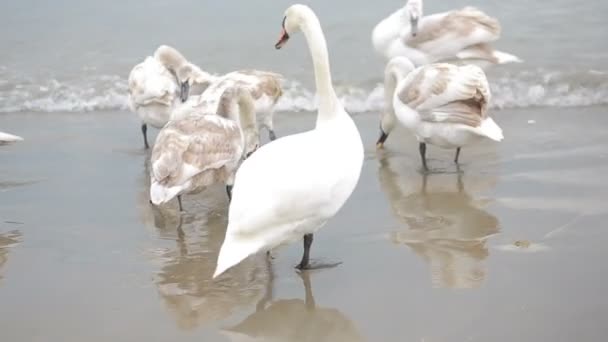 Cisnes mar de invierno. aves migratorias . — Vídeo de stock
