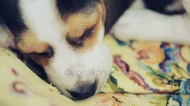 Şirin Beagle yavru köpekler için çöp sepeti