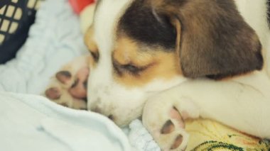 Şirin Beagle yavru köpekler için çöp sepeti