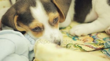 Şirin Beagle yavru köpekler için çöp sepeti