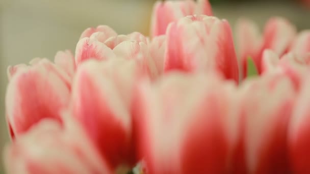 Suculento, colorido buquê de tulipas de cores diferentes e mimosas, close-up — Vídeo de Stock