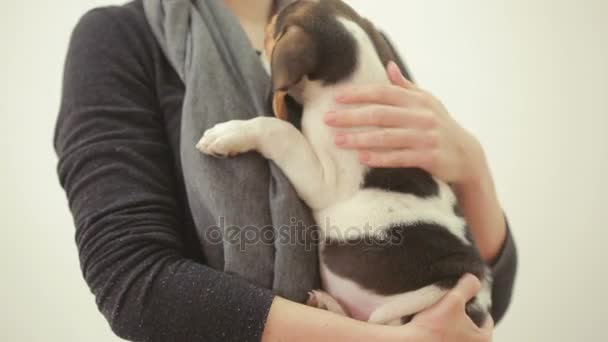 Chiot beagle dormant sur les mains de la femme — Video