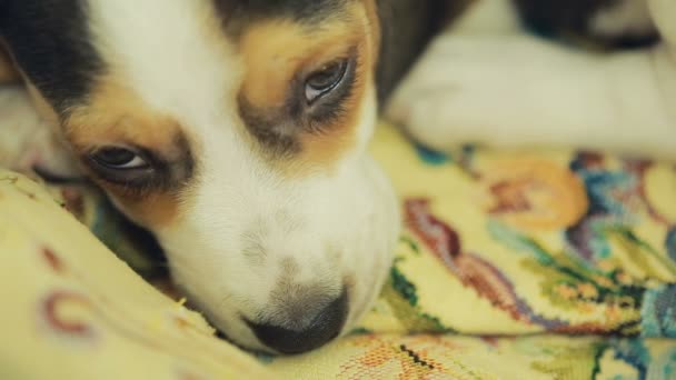 Słodkie szczeniak Beagle w koszyku ściółka dla psów — Wideo stockowe