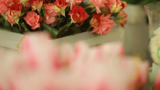 Ljusa färgglada bukett av röda och vita rosor, florist kvinna samlar en bukett — Stockvideo