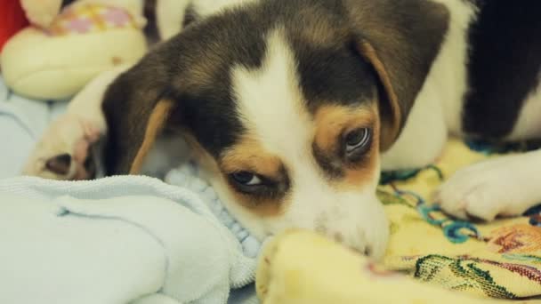 Filhote de cachorro bonito Beagle na cesta de lixo para cães — Vídeo de Stock