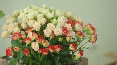 parlak renkli kırmızı ve beyaz gül buketi, çiçekçi kadın bir buket toplar.