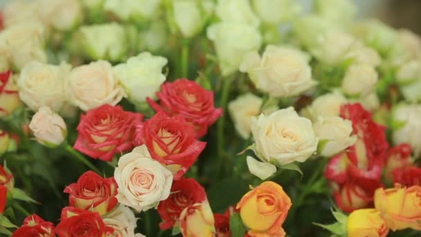 Bright colorful bouquet of red and white roses, florist woman gathers a bouquet — Stock Video