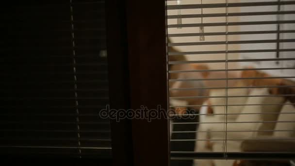 Somebody spying on a girl from the street through the window blinds . crime — Stock Video