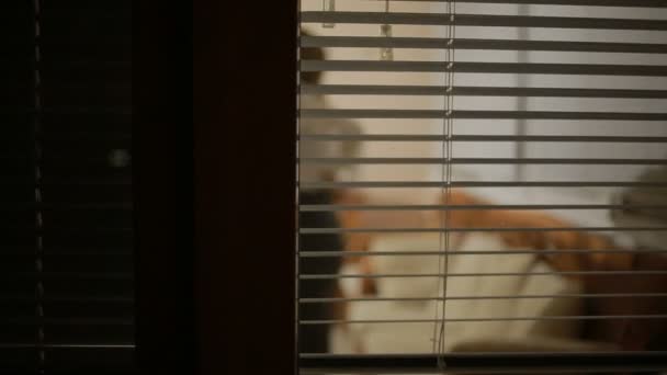 Хтось шпигує за дівчиною з вулиці через вікно жалюзі. злочин — стокове відео