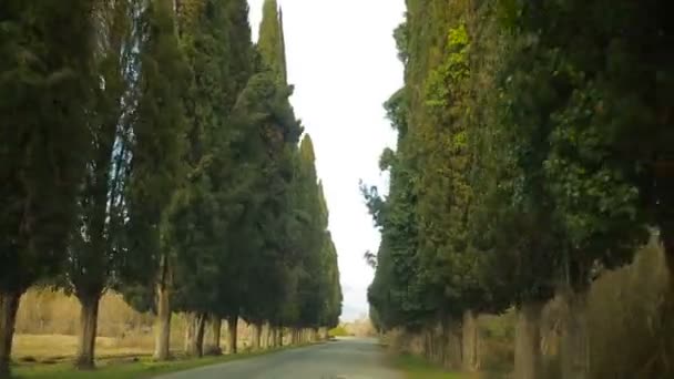 Körning med bil längs gränden. Träd på båda sidor av vägen — Stockvideo