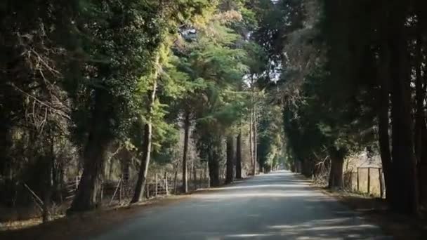 Водіння на машині вздовж алеї. Дерева з обох боків дороги — стокове відео