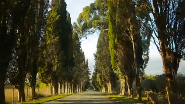 Driving by car along the alley. Trees on both sides of the road — Stock Video