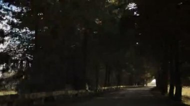 Sokak boyunca arabayla sürüş. Ağaçlar yolun her iki tarafında